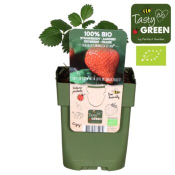 Fragaria x ananassa 'Ostara' Bio P13