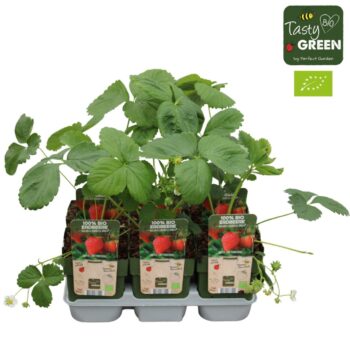 Fragaria x ananassa Sonata