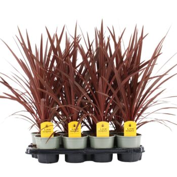 Cordyline Australis Red Star