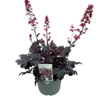 Heuchera 'Timeless Night'