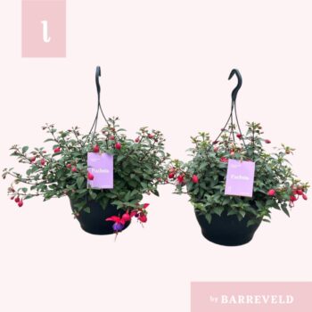 Fuchsia mix hangpot 23cm