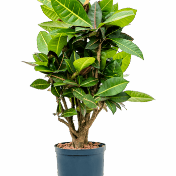 Croton (Codiaeum) variegatum 'Petra' Branched