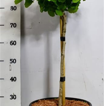 Ginkgo bil. 'Mariken'