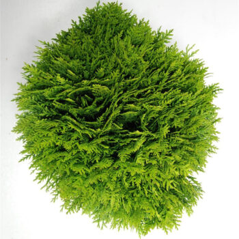 Thuja occ. 'Danica'