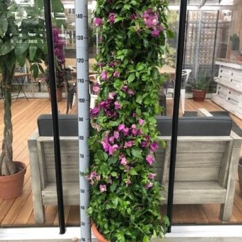 Bougainvillea Alexandra "Piramide"