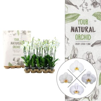Your Natural Orchid | Eco White 60cm | Phalaenopsis 3 spike