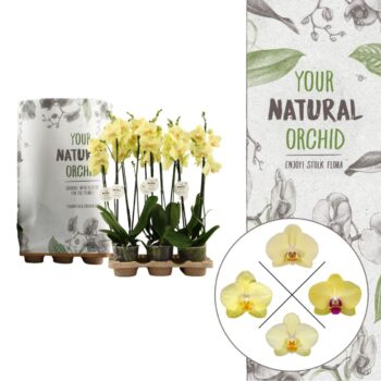 Your Natural Orchid | Eco Yellow | Phalaenopsis 2 spike