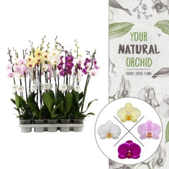 Your Natural Orchid | Mix 75cm | Phalaenopsis 2 spike