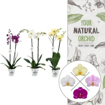 Your Natural Orchid | Mix in potcover | Phalaenopsis 2 spike