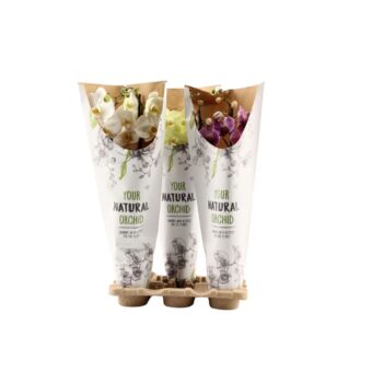 Your Natural Orchid | Mix in paper sleeve | Phalaenopsis 2 spike