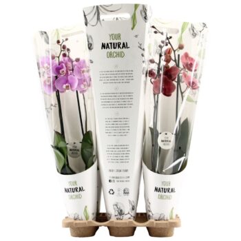 Your Natural Orchid | Mix in Gift pack | Phalaenopsis 2 spike