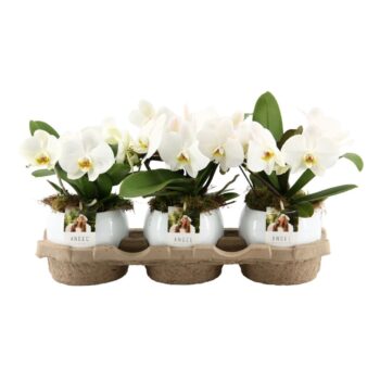 Angel | White in Lisa white pot | Phalaenopsis 2 spike
