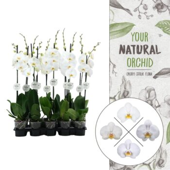 Your Natural Orchid | White 75cm | Phalaenopsis 1 spike