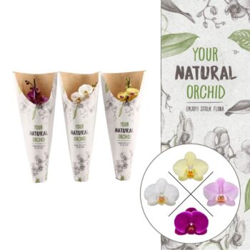 Your Natural Orchid | Mix in paper sleeve | Phalaenopsis 1 spike