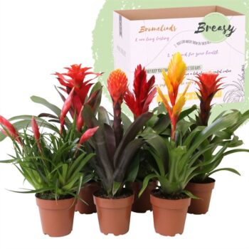 Bromelia Royal Classic