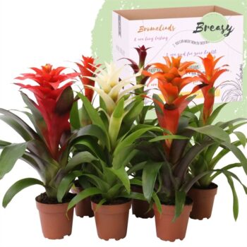 Guzmania Classic