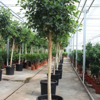 Ficus Australis