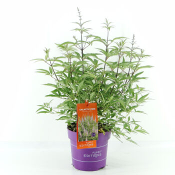 Vitex agn. Galactic Pink (First Editions®)