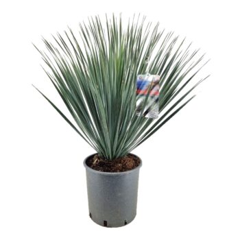 Yucca rostrata
