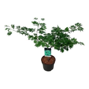 Acer japonicum 'Aconitifolium'