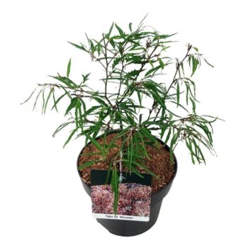 Fagus syl. 'Mercedes'