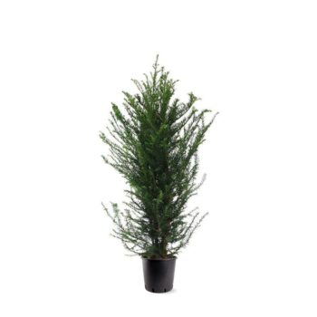 Taxus baccata (zonder etiket)