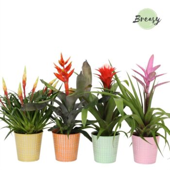 Bromelia Royal Cupcake Orlando