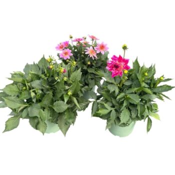 Dahlia (Decorative Grp) Labella Grande gemengd