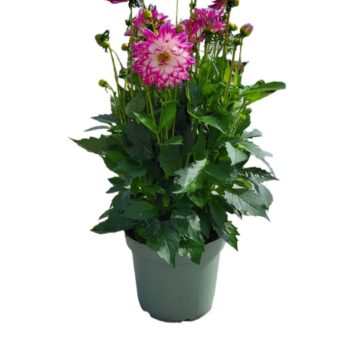 Dahlia Labella 'Maggoire Rose Bicolour'