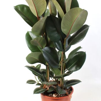 Ficus elastica Robusta 27 cm