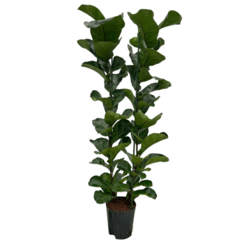 Ficus Lyrata Bambino