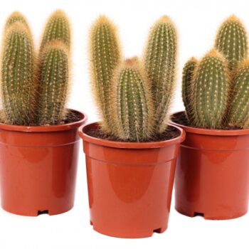 Vatricania guentheri