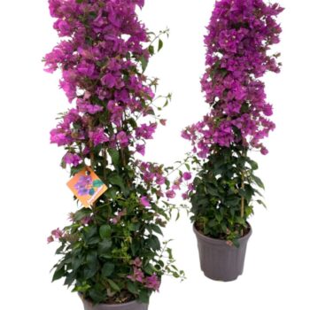 Bougainvillea Sanderiana - piramide