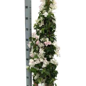 BOUGAINV PYR 23 WIT