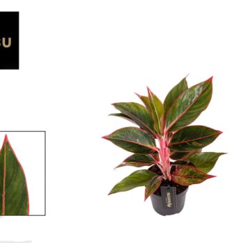 Aglaonema Jungle Red