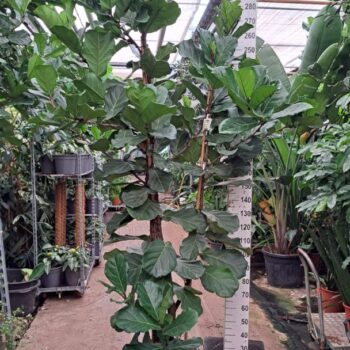Ficus Lyrata