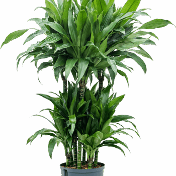 Dracaena fragrans 'Janet Craig' 60-Carrousel