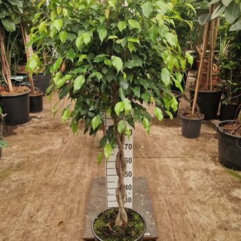 Ficus Benjamina Exotica