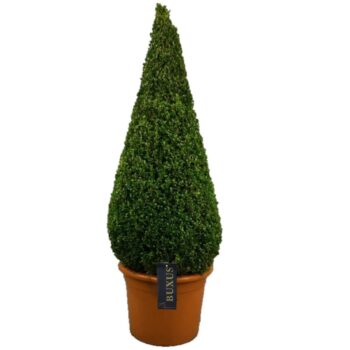 Buxus sempervirens
