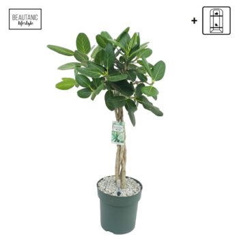 Ficus Altissima