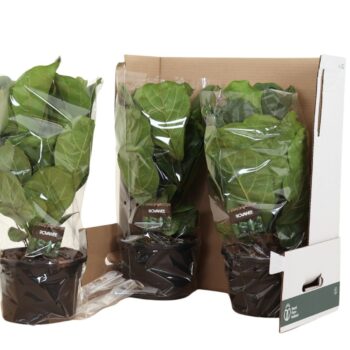 Ficus Lyrata ´Clumb´ in fust 352