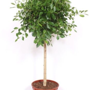 Ficus Nitida