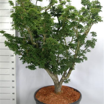 Acer pal. 'Shishigashira'