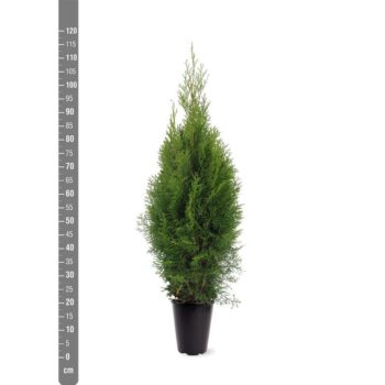 Thuja occidentalis 'Smaragd'