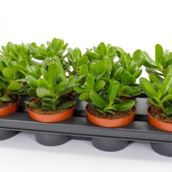 Crassula magical tree 12 WOODS