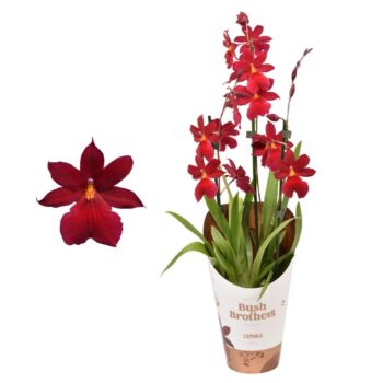Cambria 'Nelly Isler Red velvet'