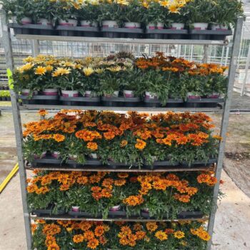 Gazania Rigens - BigKiss - Mix