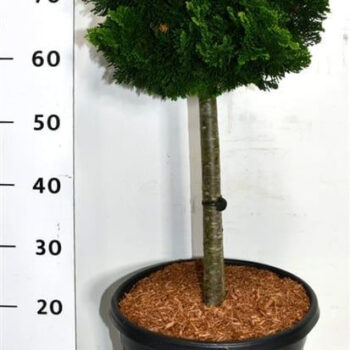 Chamaecyparis o. 'Nana Gracilis'