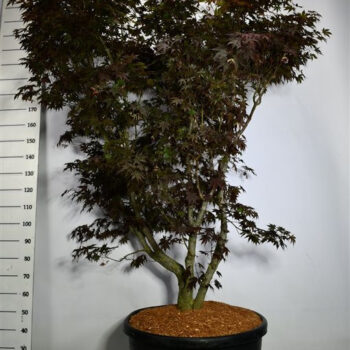 Acer pal. 'Fireglow'