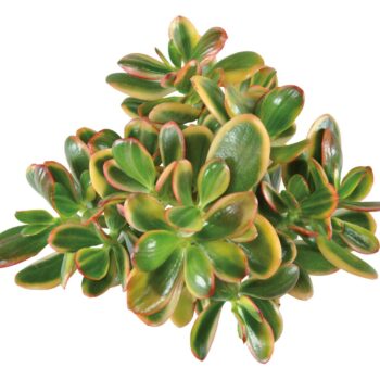 Crassula sunset magic 12 WOODS